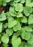 Korean Mint (Agastache rugosa)