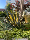 Spiky Agave americana variegata plant with yellow and green leaves in a garden setting with buildings in the background
