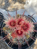 Southwest Barrel Cactus with pink and red flowers in a pot on a textured surface
