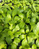 Wild Lettuce (Lactuca virosa)