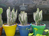 "Snow White" Prickly Pear
