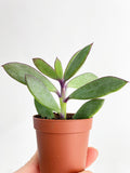 Vertical Leaf Senecio Purple Succulent