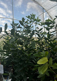 Bay Rum (Pimenta racemosa)