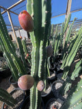 Peruvian Apple Cactus with fruit in a greenhouse setting