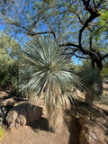 Yucca Yucca rostrata plant in a natural setting with trees and rocks