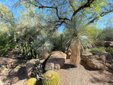 Desert landscape with cacti and Yucca rostrata plants under a clear blue sky.