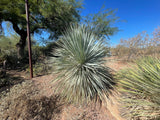 Spiky Yucca rostrata plant in a desert landscape with clear blue sky