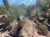 Cacti and Yucca rostrata succulents in a natural setting with a clear sky.