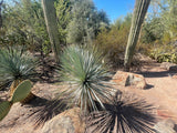 Cacti and Yucca rostrata succulents in a natural desert setting with rocks and blue sky.