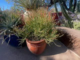 Potted Euphorbia tiricalli "Firesticks" plant on a stone surface with a garden background
