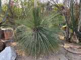 Large Mexican Grass Tree succulent plant in a garden setting with other plants and rocks.