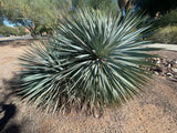 Spiky Yucca rostrata plant in a natural setting with trees and rocks.