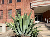 Large Agave weberi plant in front of a brick building with a number 1133 on the door.