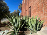 Large Agave weberi  in front of a red brick building with palm trees in the background.