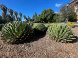 Three large Queen Victoria Agave succulents in a garden setting with trees and a building in the background.