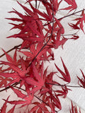 Japanese Maple ' Purple Ghost ' Grafted leaves on a textured white background