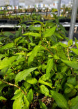 Vietnamese Coriander (Persicaria odorata)