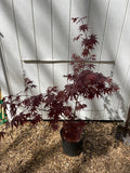 Acer palmatum 'Red Spray' Japanese Maple Tree with red leaves against a white paneled wall
