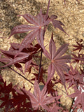 Close-up of Acer palmatum 'Red Spray' Japanese Maple Tree leaves with a blurred background