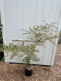 Acer palmatum 'Fascination' Japanese Maple Tree in a pot in front of a light gray wooden shed