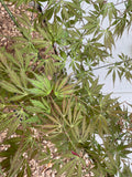 Close-up of Acer palmatum 'Fascination' Japanese Maple Tree leaves with a blurred background