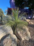 Tall  Mexican Grass Tree plant growing on a rock with a building in the background
