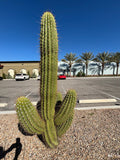 Tall South American Saguaro cactus in a parking lot with palm trees and buildings in the background