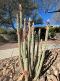 Silver Torch Cactus with red flowers against a clear blue sky