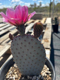 Santa Rita x Beavertail Hybrid with a pink flower on a wooden surface