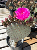 Beavertail Prickly Pear with a bright pink flower on a wooden surface