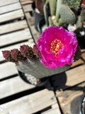 Beavertail Prickly Pear cactus with a pink flower on a wooden surface
