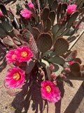 Santa Rita x Beavertail Hybrid with pink flowers on a textured surface