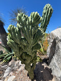 Crested Blue Flame cactus in a desert setting with clear blue sky