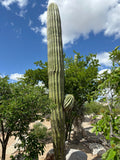 Tall South American Saguaro cactus with a blue sky and clouds in the background