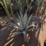 Spiky Agave americana plant in a sandy environment with other cacti in the background