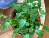 Closeup of Tiny Terracotta Garden Kits with plants