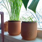 Two terracotta pots with plants on a windowsill Pet Tiny Terracotta Grow Kits