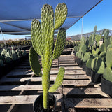 Potted Cowboy Prickly Pear cactus plants on wooden pallets with a clear blue sky in the background