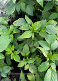 Spanish Needle (Bidens Alba)