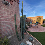 Outdoor patio area with Peruvian Apple Cactusi, chairs, and a fire pit against a brick wall.