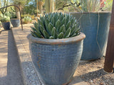Large blue pot with a succulent Queen Victoria Agave plant in a garden setting
