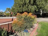 Garden with Euphorbia tiricalli "Firesticks" near a brick wall and trees under a clear blue sky.