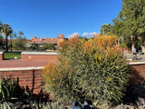 Euphorbia tiricalli "Firesticks" plant in a garden with a building and palm trees in the background