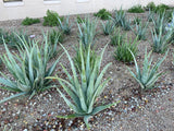 Row of aloe vera plants in a garden bed with pebbles and small plants.