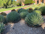 Row of Queen Victoria Agave succulents in a garden setting with a building in the background