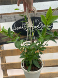 Hoya Densifolia