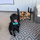 Black dog sitting on a patterned rug with The Woodhaven 2ft Firewood Rack and sofa in the background