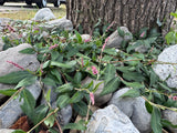 Green leaves and pink flowers on a tree trunk surrounded by rocks Creeping Smartweed™ — Low-Growing, Native Groundcover with Pink Blooms & Pollinator Friendly