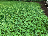 Green grassy area with a small patch of brown soil White Dutch Clover Alternative Lawn Seed