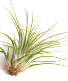Tillandsia Ionantha v Ionantha air plant on a white background